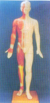 中醫針灸模型|半皮膚人體針灸模型（170CM?。?>
                            </a>
                            <div   id=