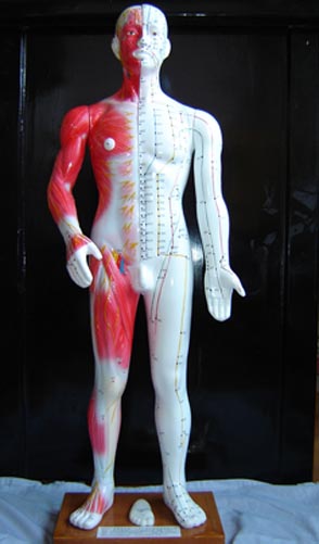 中醫人體針灸穴位模型|半皮膚人體針灸模型（十四經穴模型68CM）