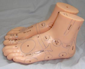 針灸教學模型|足部保健反射區模型（按摩足模型20CM）