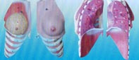計生培訓操作實習模型|女性乳房解剖模型