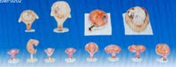 胎兒妊娠發育過程模型|妊娠胚胎發育過程模型