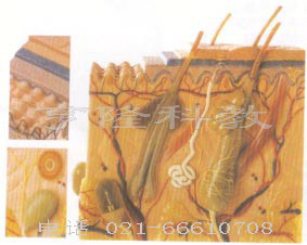 胚胎學模型｜皮膚組織結構放大模型