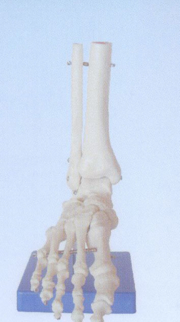 自然大腳關節模型