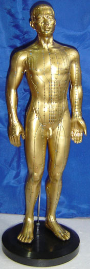 中醫針灸模型|人體針灸模型（銅人針灸穴位模型　50CM）